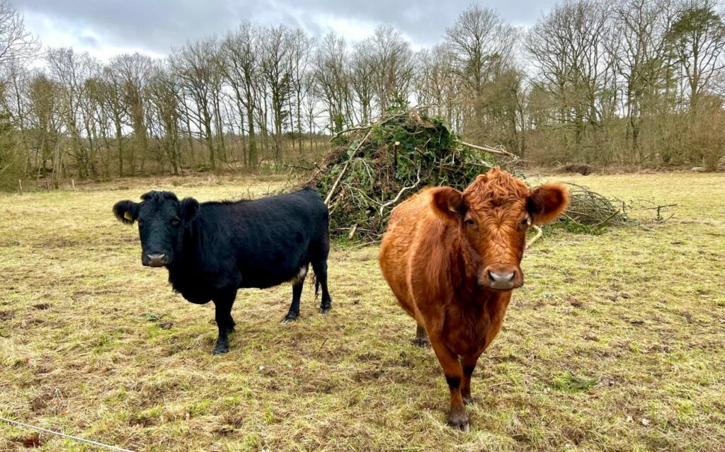 Conservation grazing on Birkelund